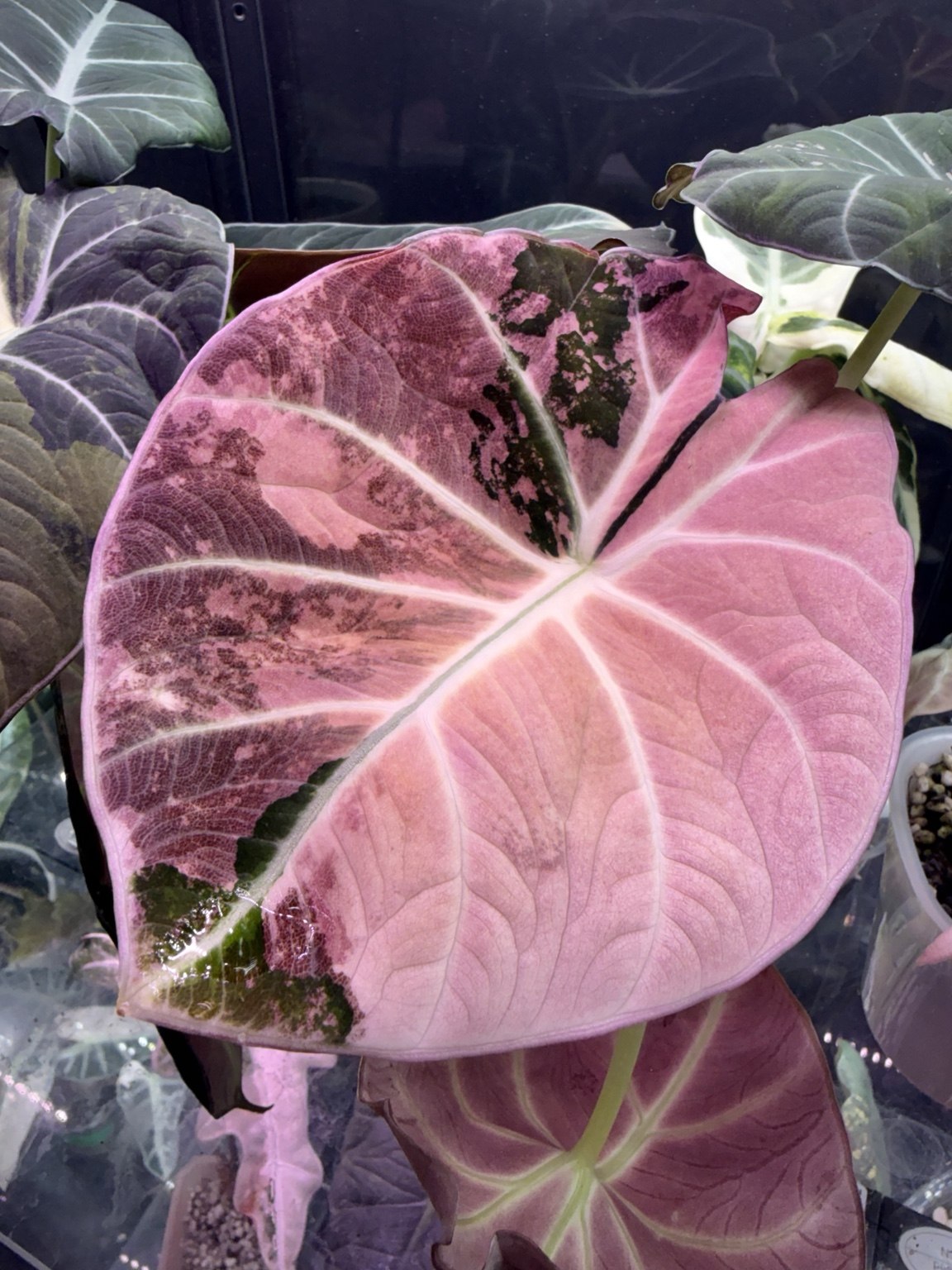 A pink variegated leaf in Kaelyn’s plant collection, surrounded by other tropical plants